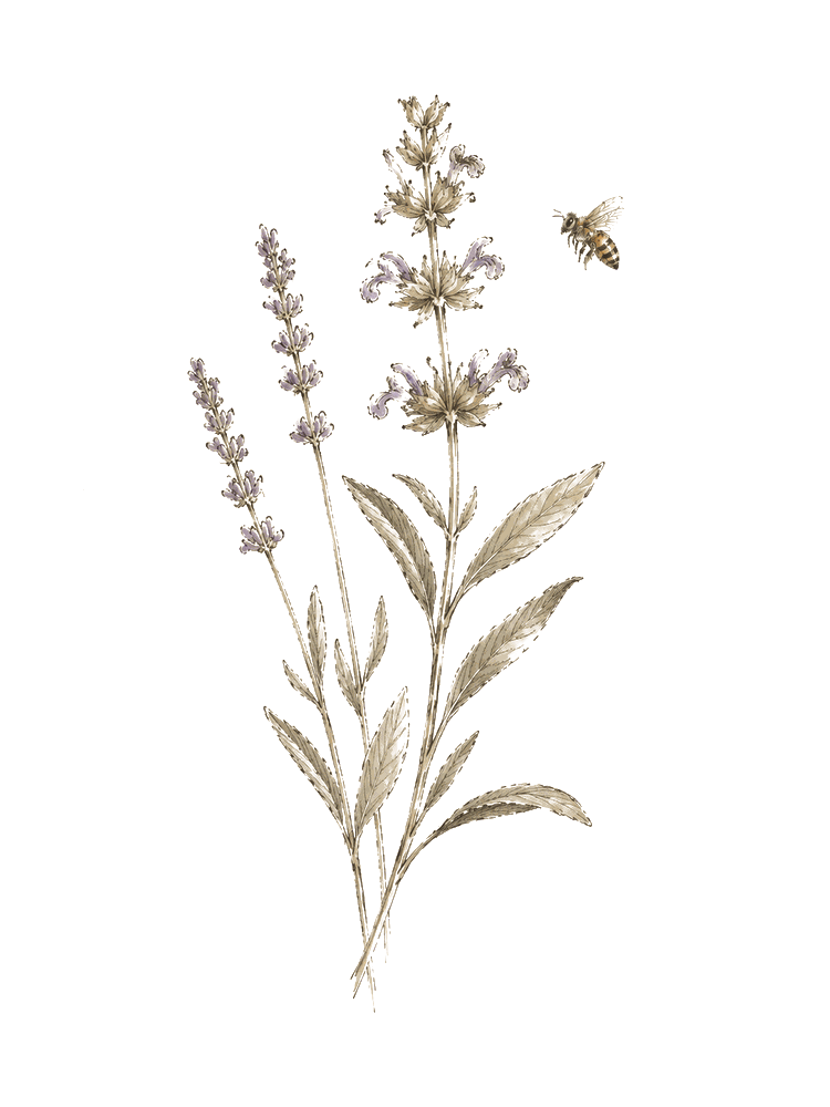 A hand-drawn sprig of wild Dalmatian sage and lavender with a honeybee